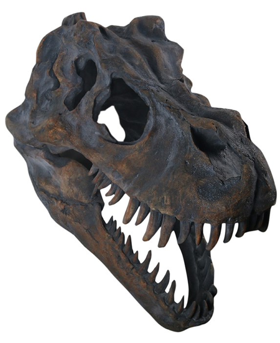 Dinosaur Skull Large